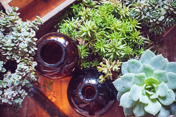 succulents soil mix 6 qt. Organic Succulent and Cacti Mix Soil (1-Pack) main image 1