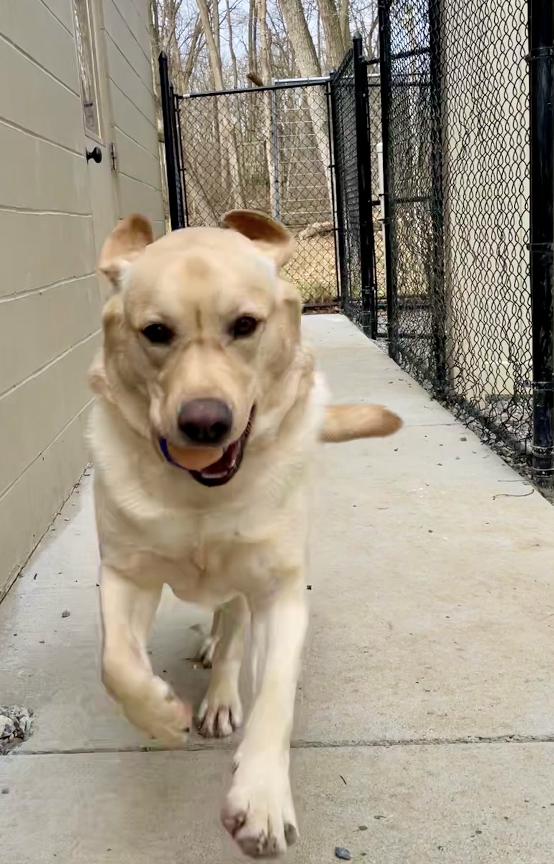 Harvest Moon Pet Boarding Photo Gallery Boonsboro, MD