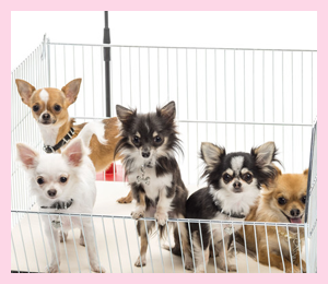 java cat and dog spa