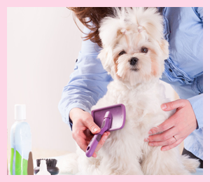 java cat and dog spa