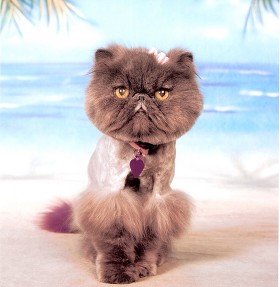 java cat and dog spa