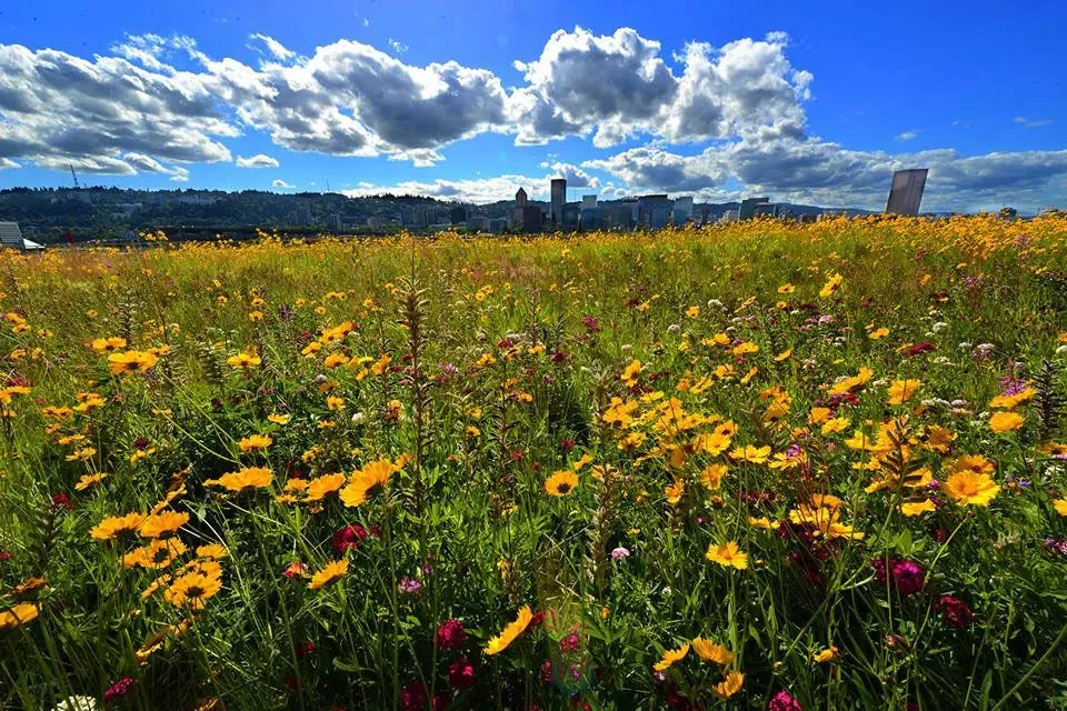 Multnomah county chimney and fireplace repair Five Star Chimney Repair