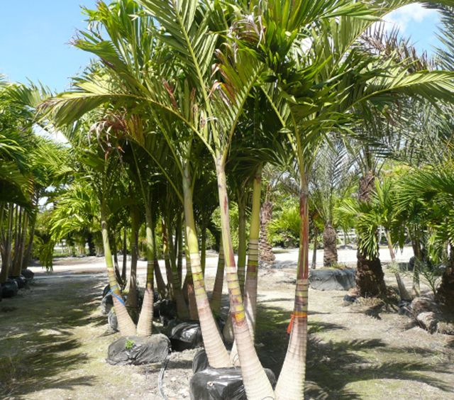Palm Tree Nursery Sarasota, FL Blue Sky Landscaping