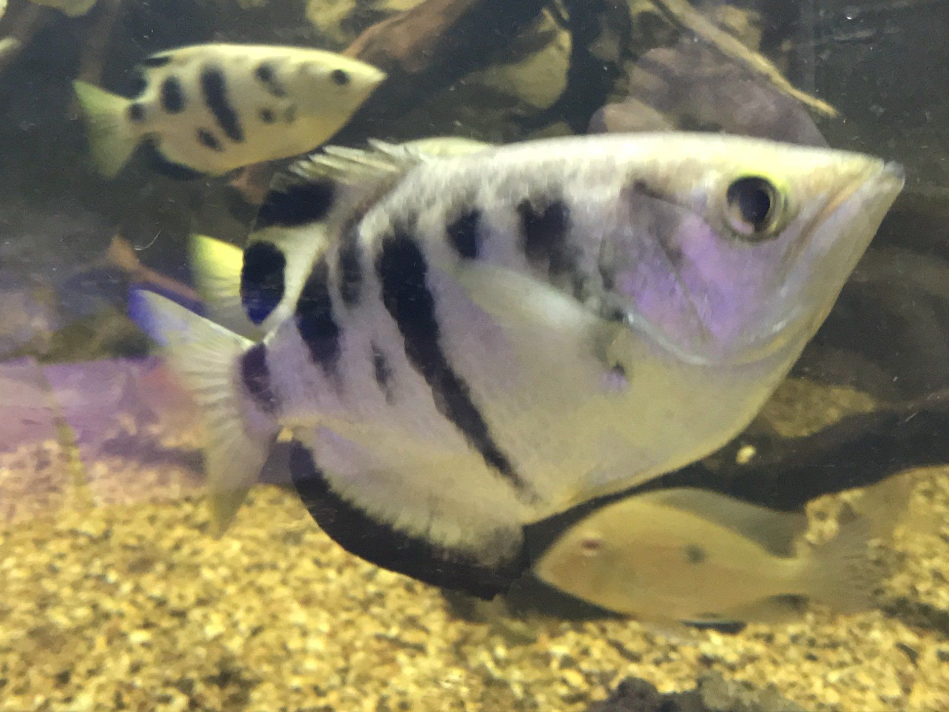 Freshwater Fish and Supplies Virginia Beach, VA