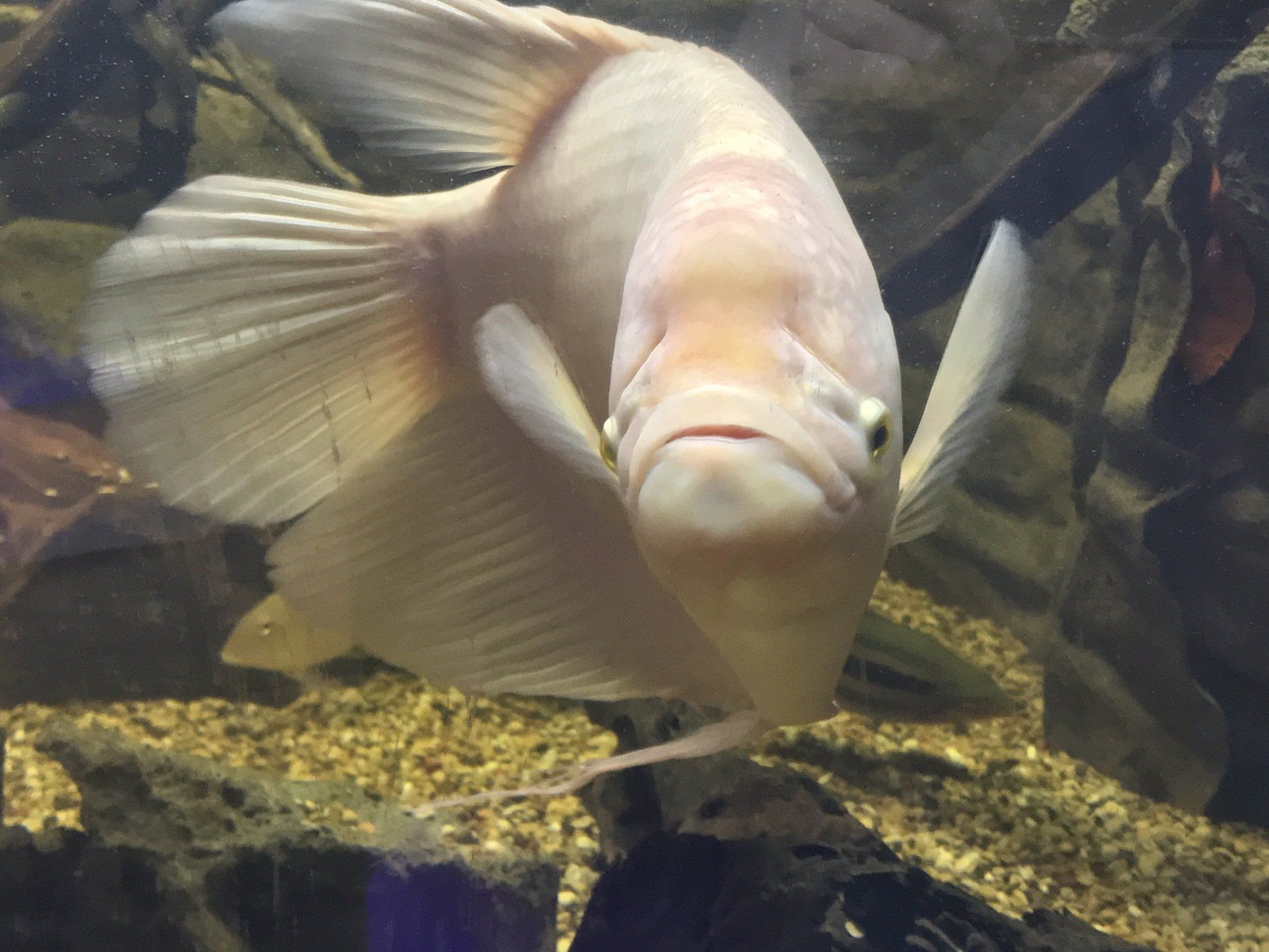 Freshwater Fish and Supplies Virginia Beach, VA