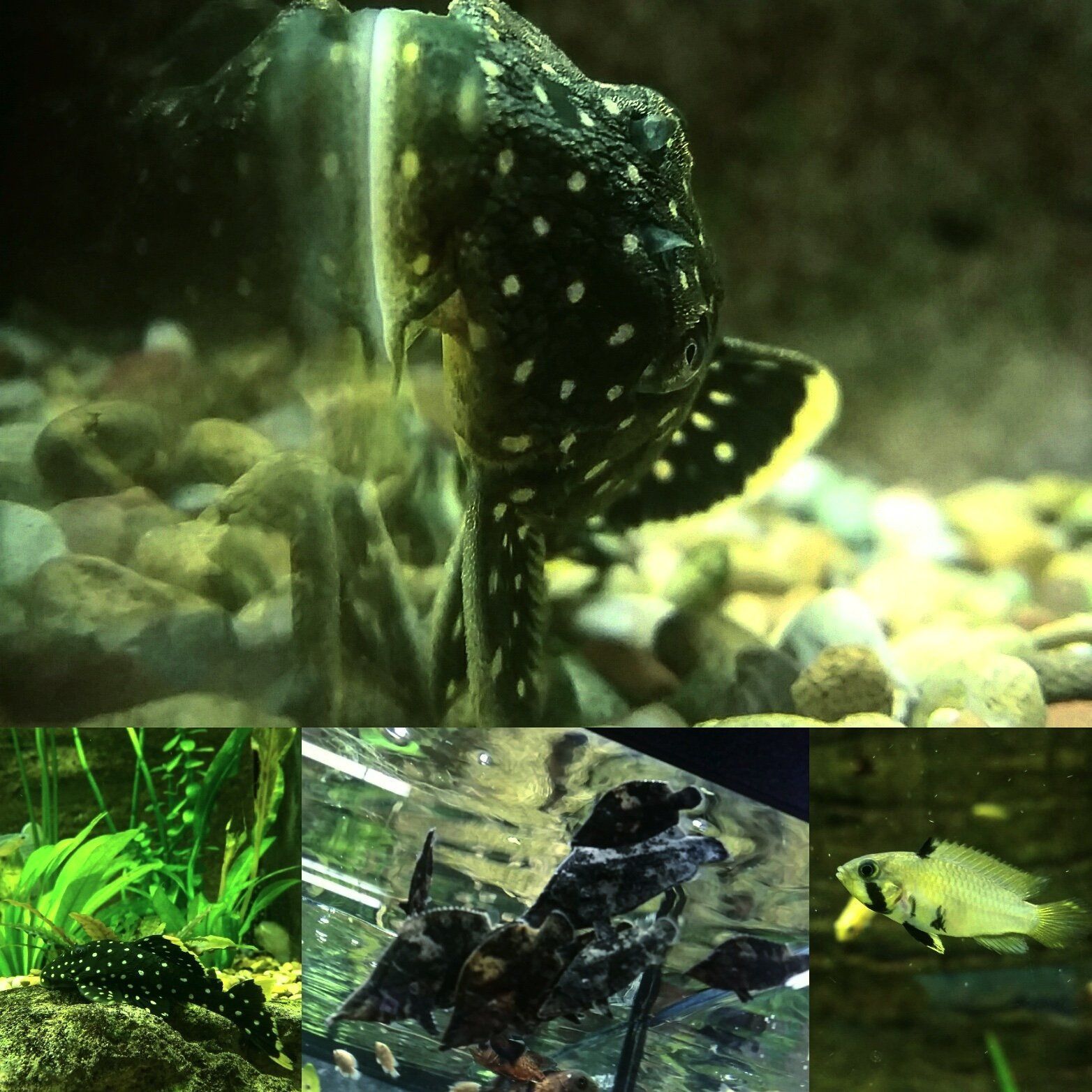 Freshwater Fish and Supplies Virginia Beach, VA