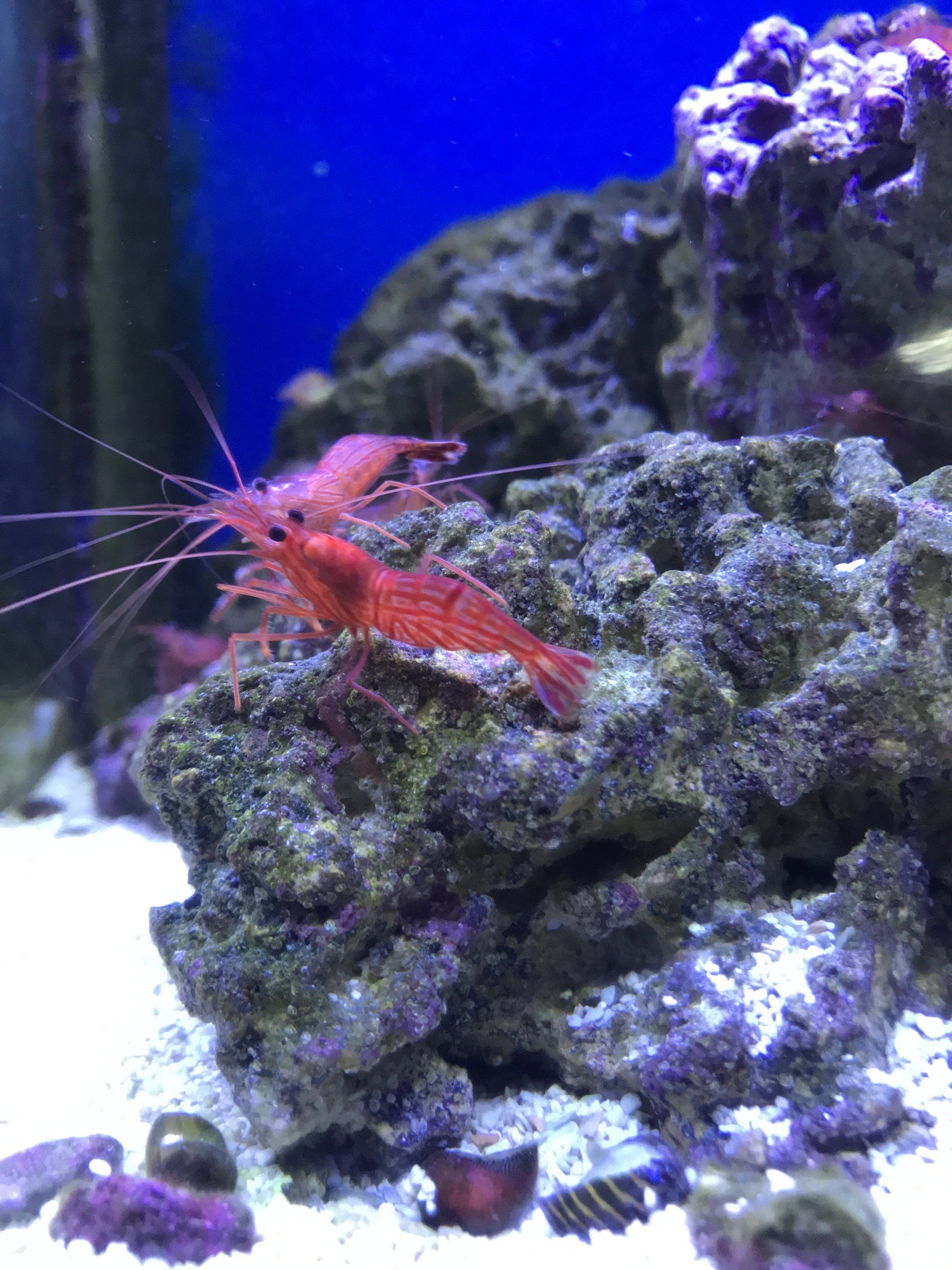 Saltwater Fish and Supplies Virginia Beach, VA