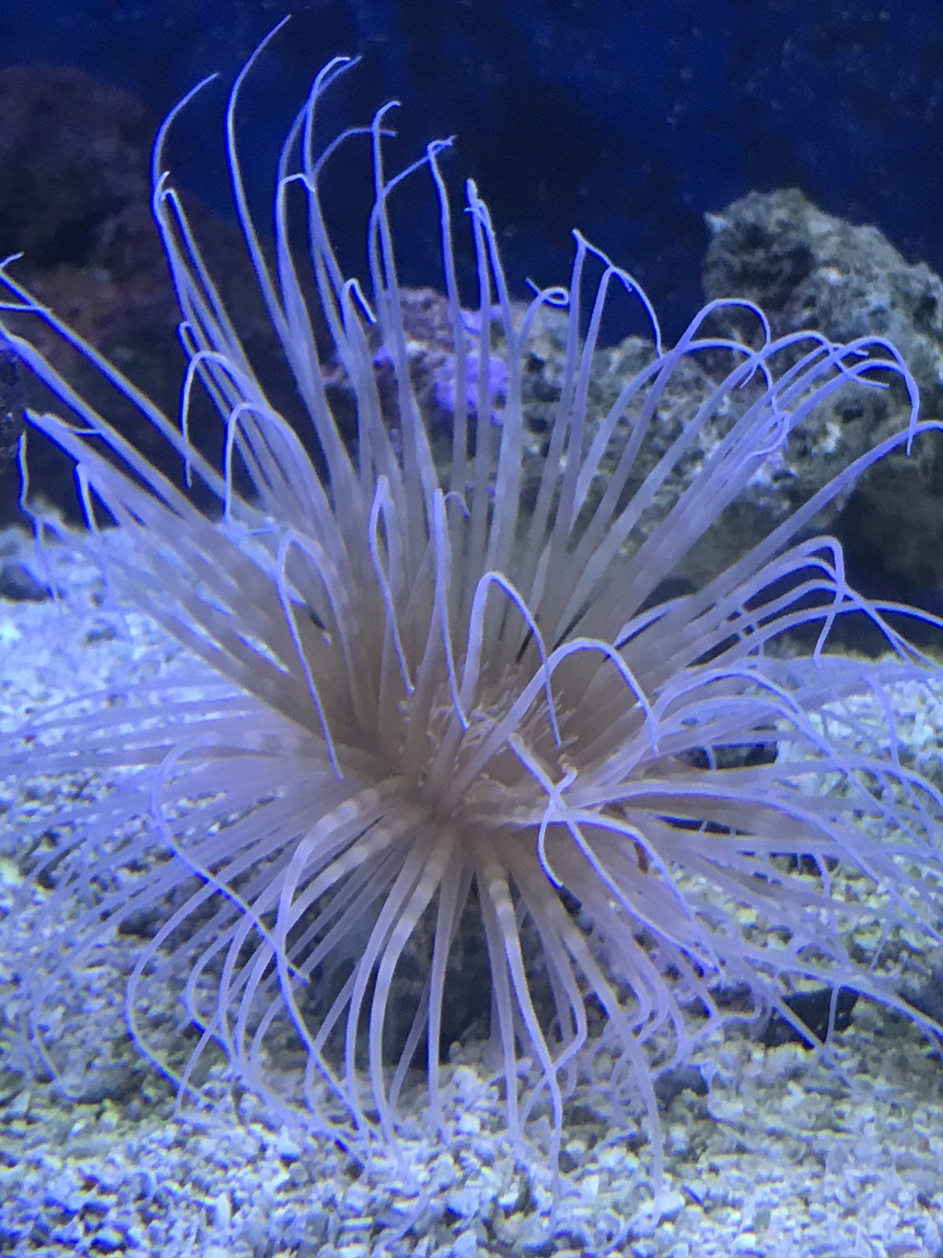 Saltwater Fish and Supplies Virginia Beach, VA