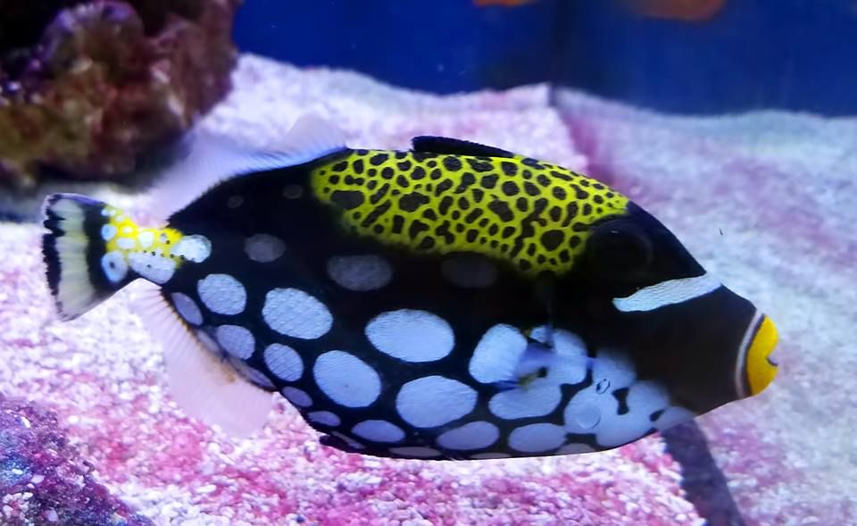 Gallery Aquariums Unlimited LLC