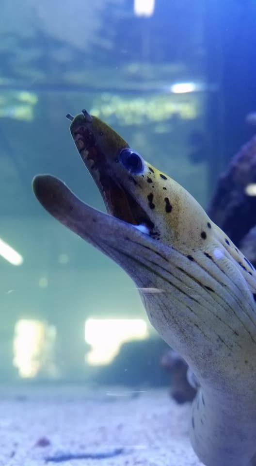 Gallery Aquariums Unlimited LLC