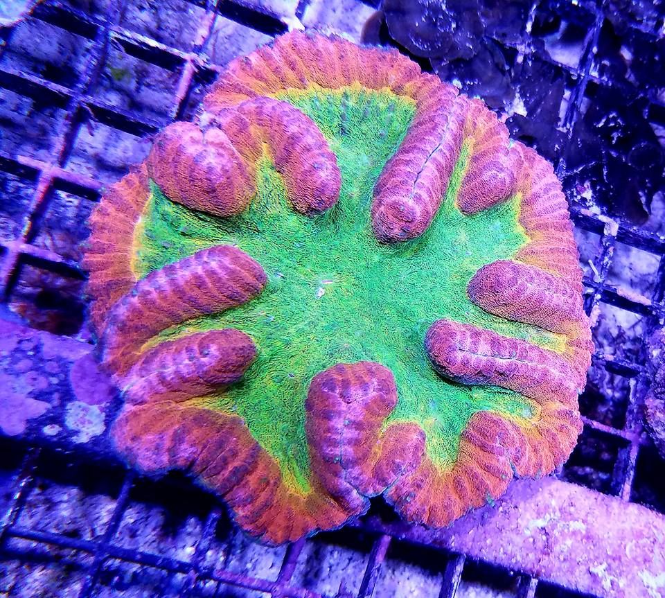 Gallery Aquariums Unlimited LLC