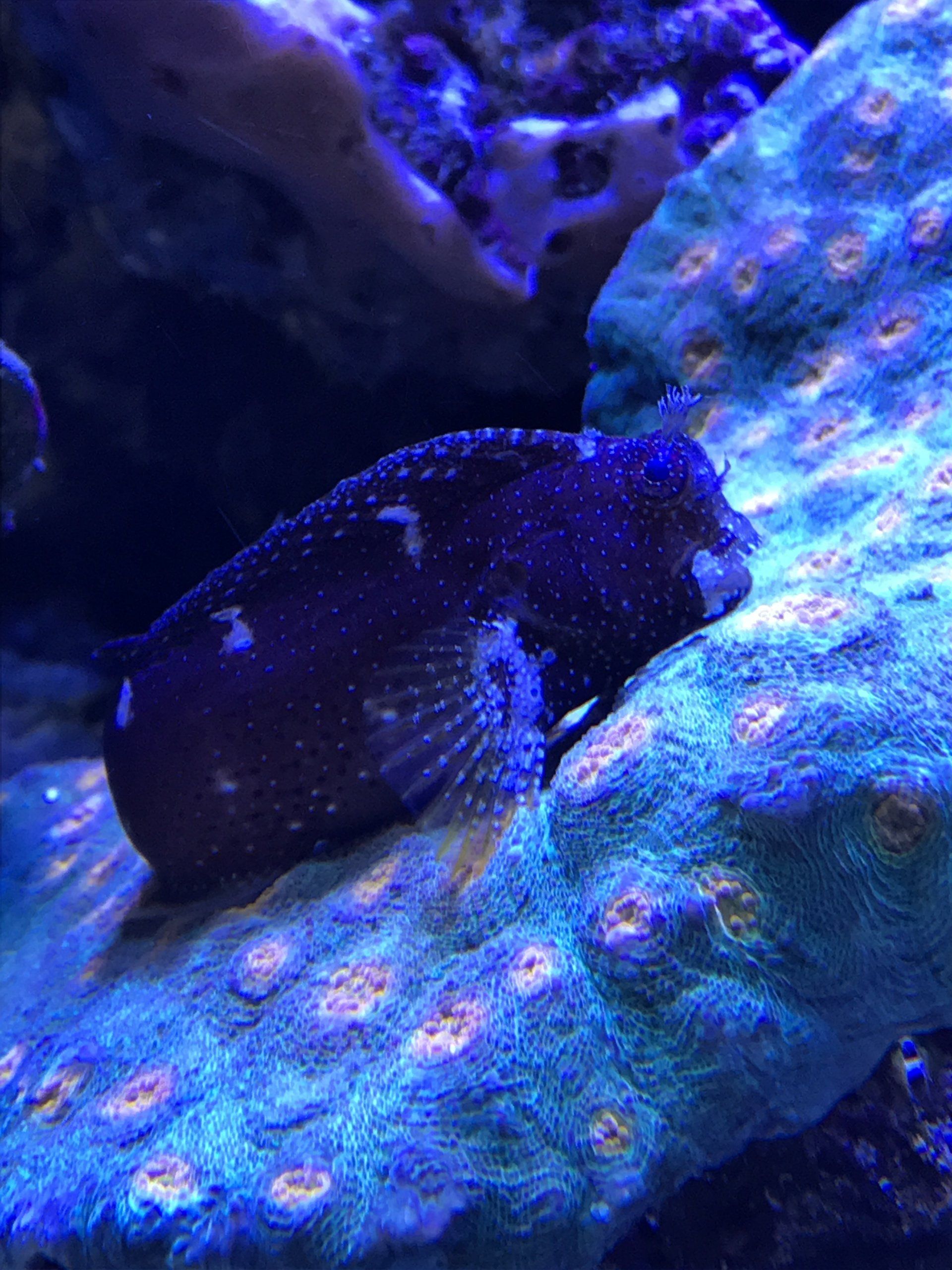 Gallery Aquariums Unlimited LLC