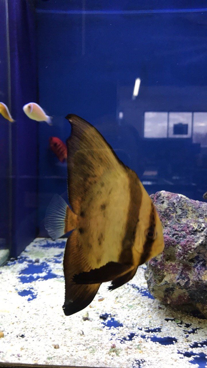 Gallery Aquariums Unlimited LLC