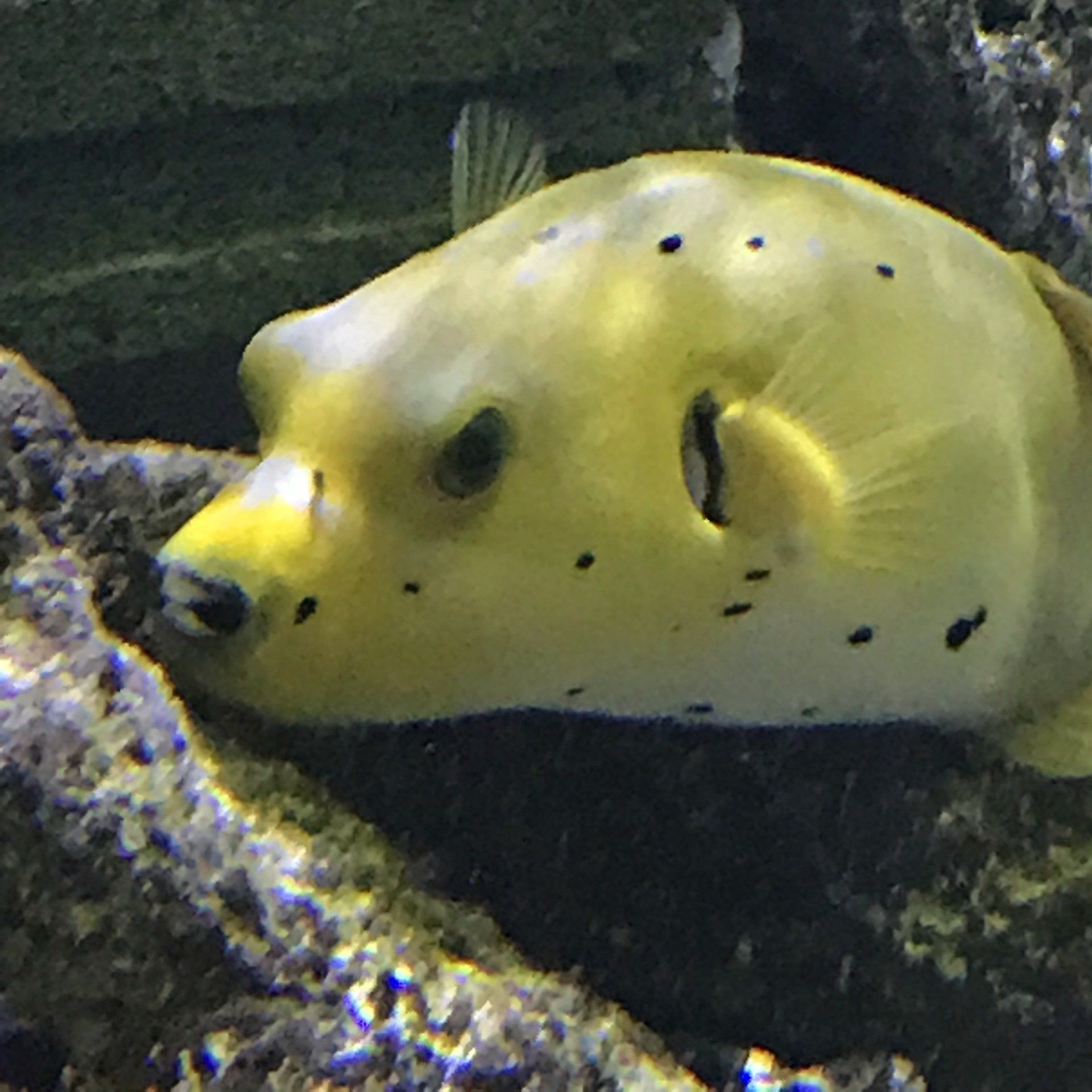 Gallery Aquariums Unlimited LLC