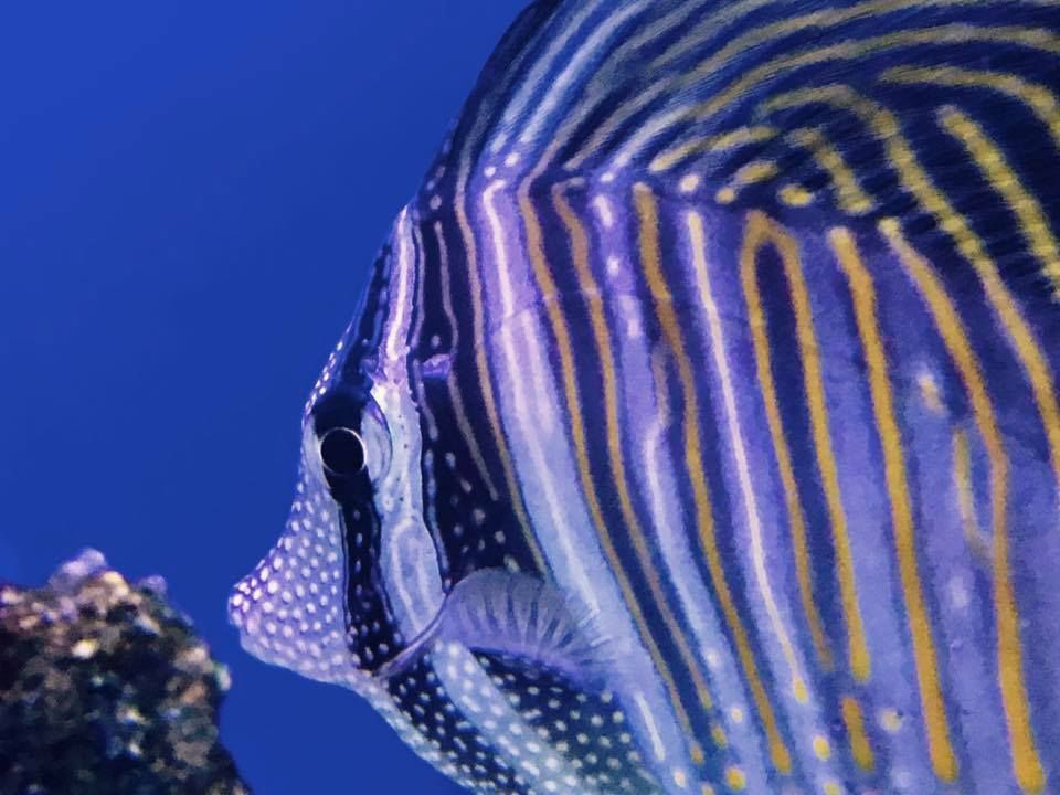 Gallery Aquariums Unlimited LLC