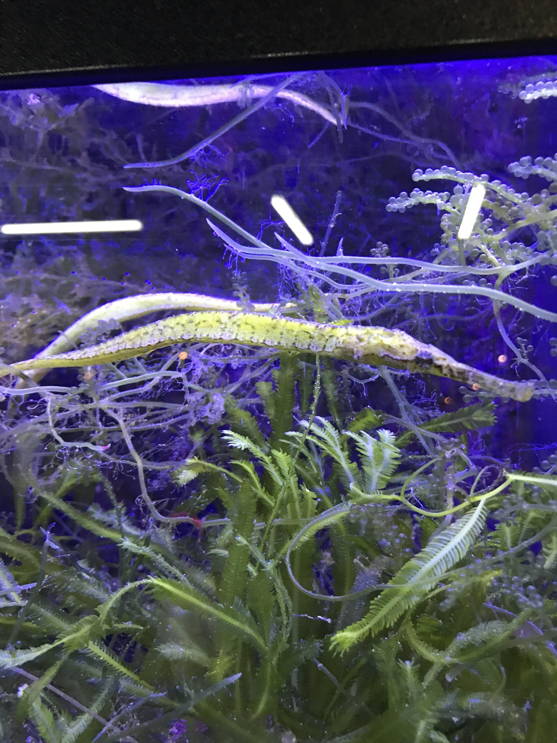 Gallery Aquariums Unlimited LLC