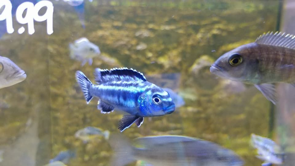 Gallery Aquariums Unlimited LLC