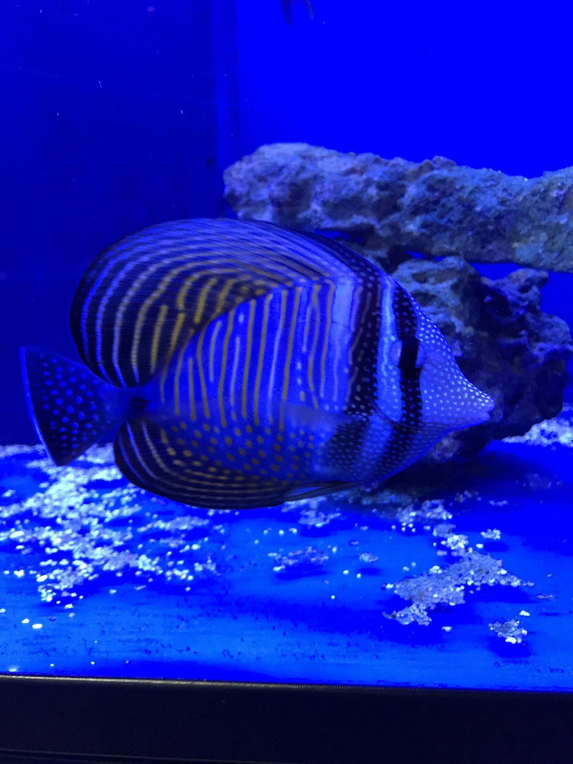 Gallery Aquariums Unlimited LLC