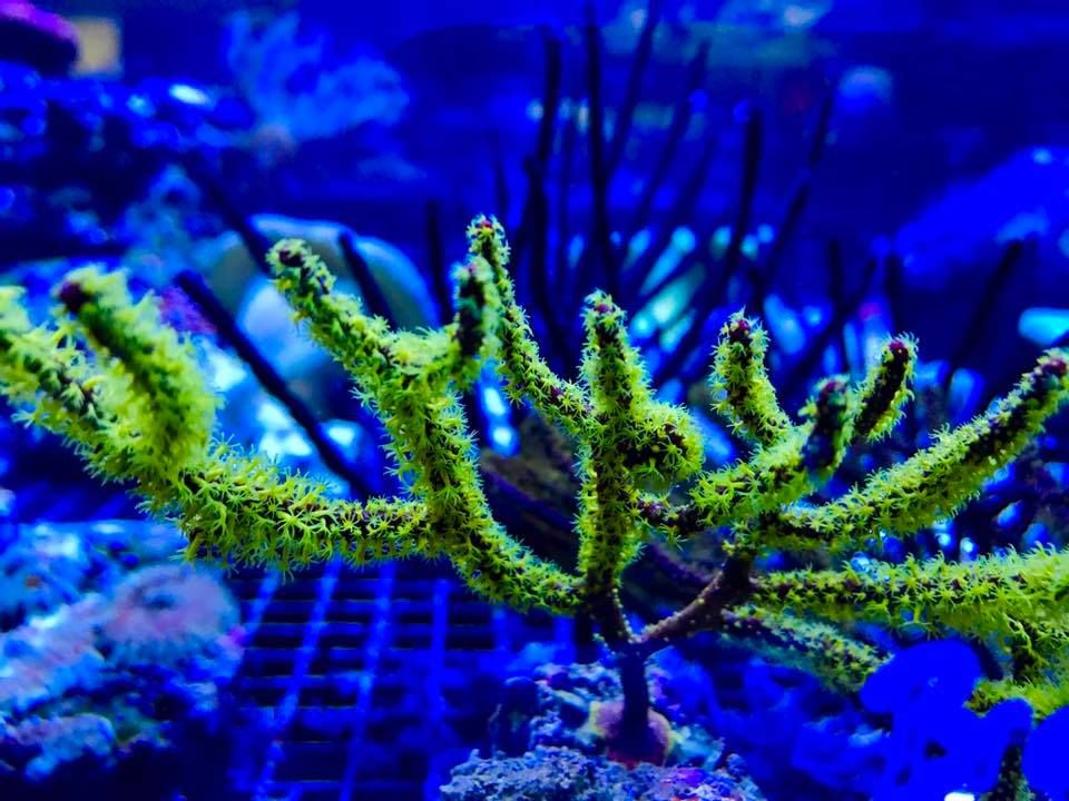 Gallery Aquariums Unlimited LLC