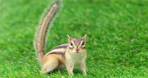 John's Small Animal Live Trapping