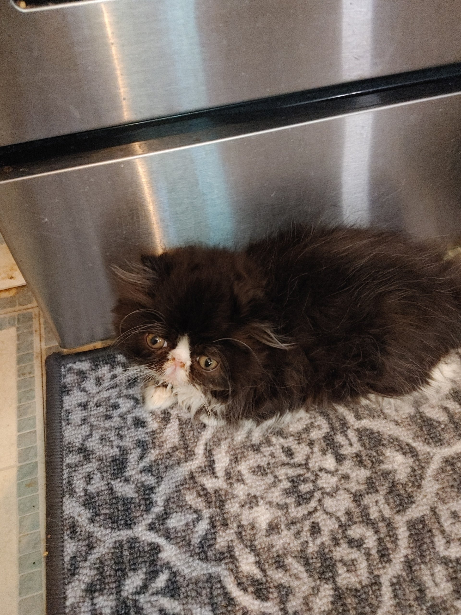 Pink Palace Persians Persian Cats Mount Juliet, TN