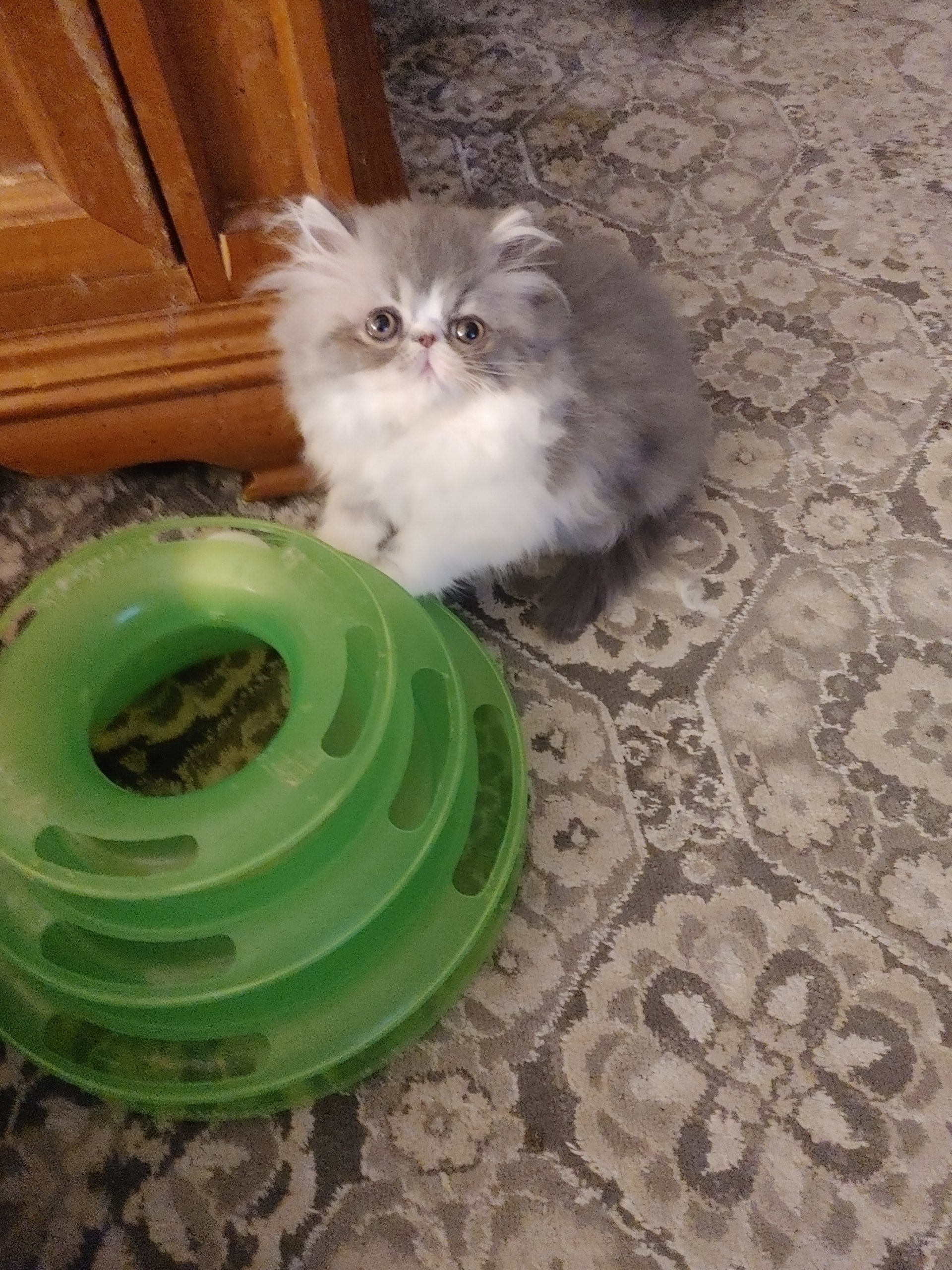 Pink Palace Persians Persian Cats Mount Juliet, TN