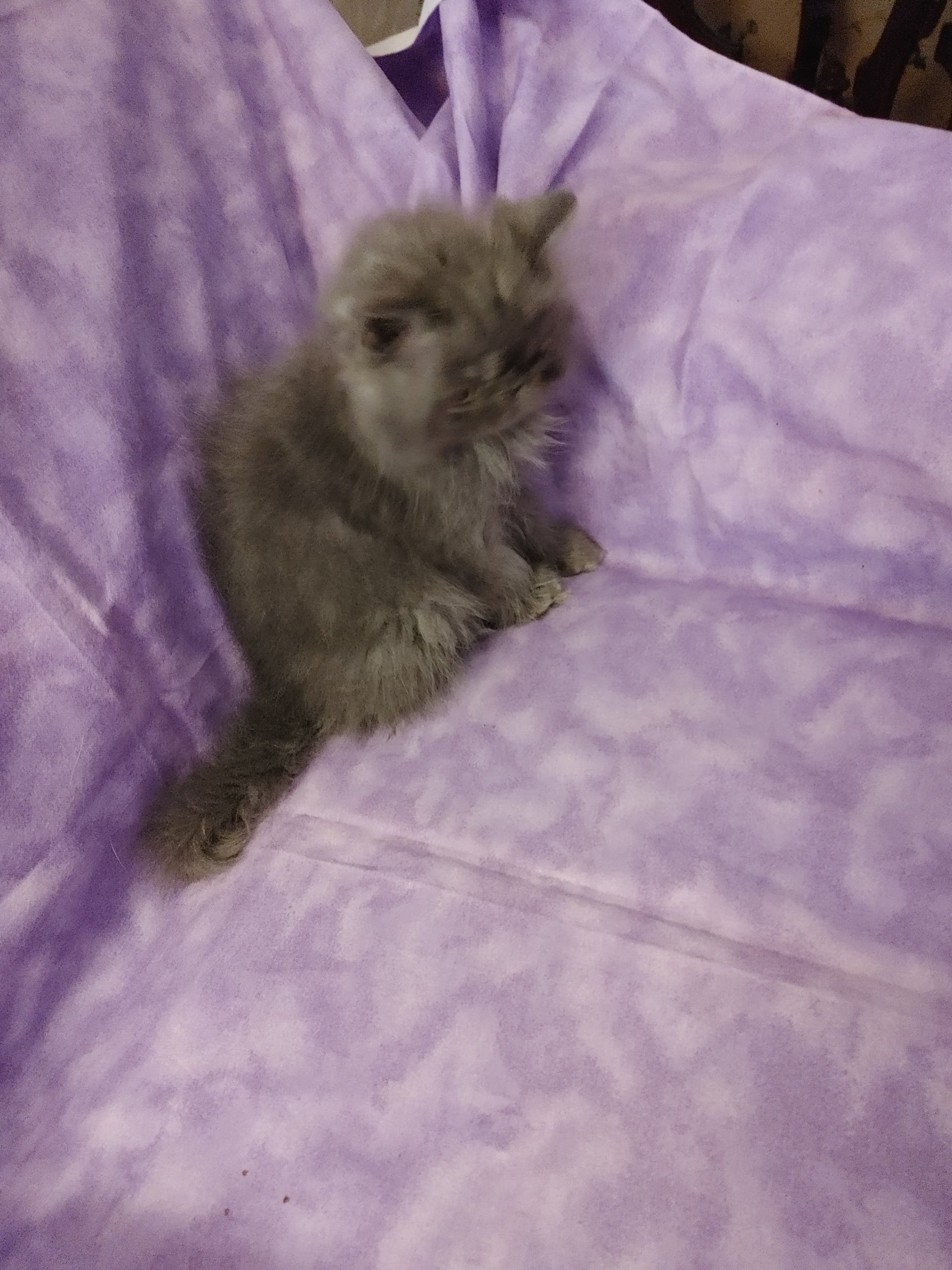 Pink Palace Persians Persian Cats Mount Juliet, TN