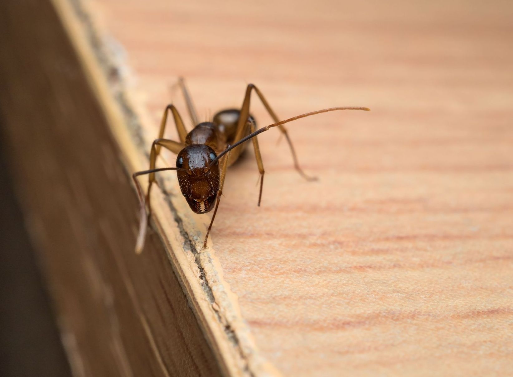 Pest Control Dirt Cheap Exterminators Kansas City, MO