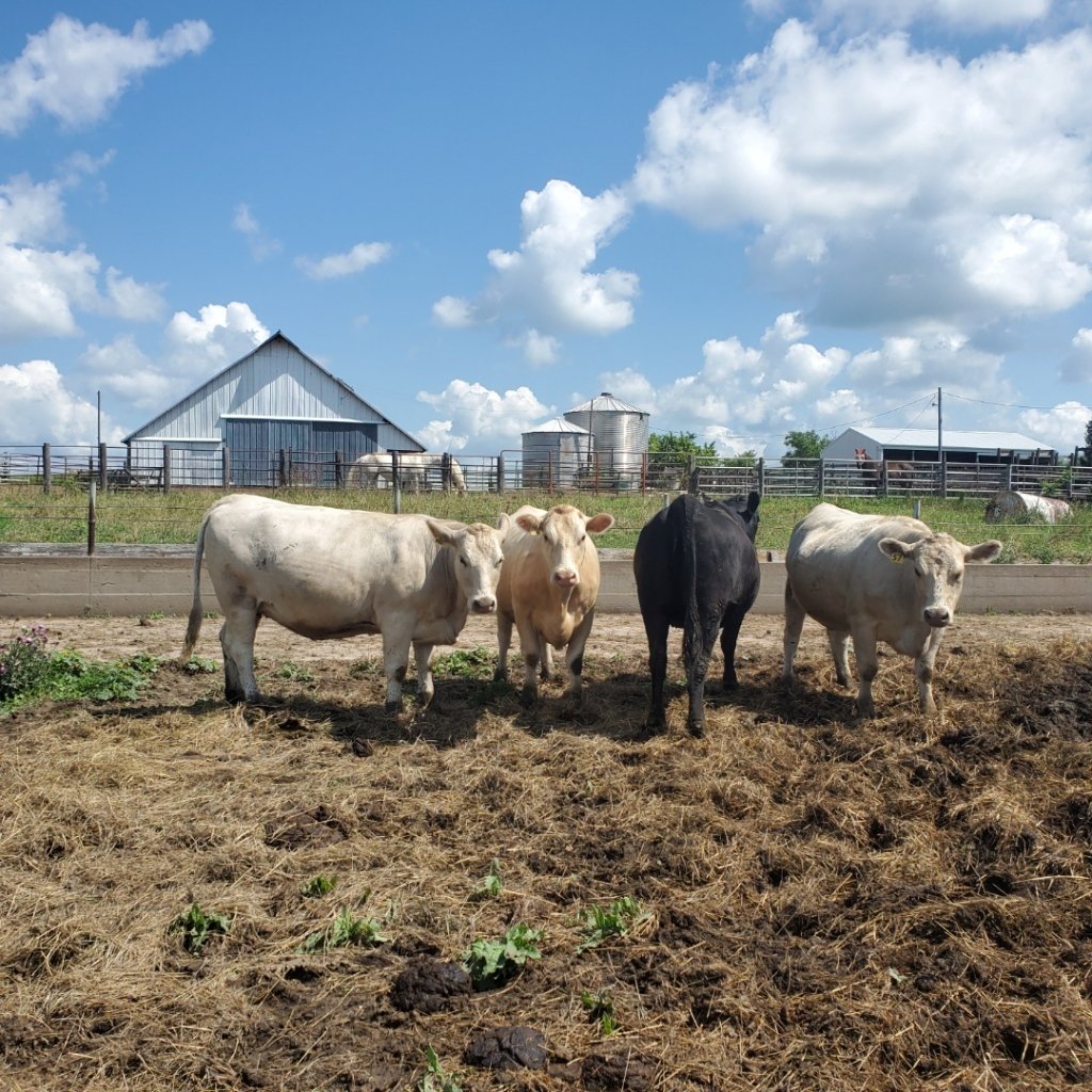 Weekly Livestock Listings Calving Cow Red Oak, IA