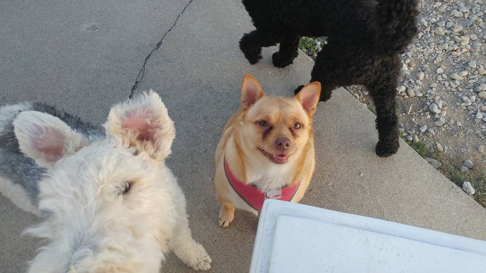 Oxford Kennel Gallery Trenton, OH