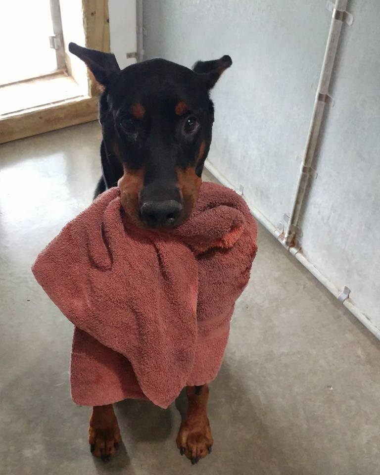 Oxford Kennel Gallery Trenton, OH