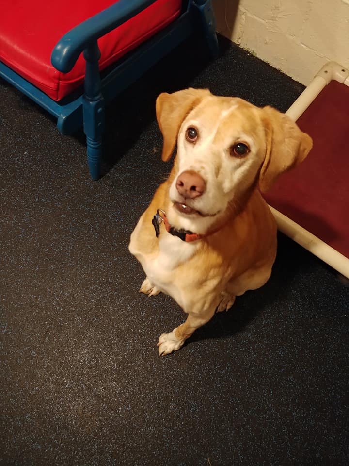 Oxford Kennel Gallery Trenton, OH