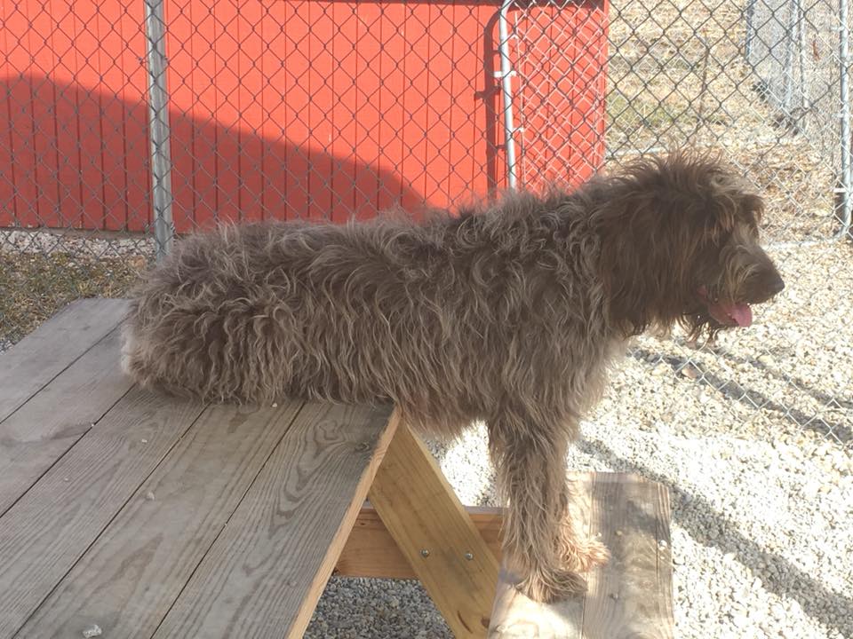 Oxford Kennel Gallery Trenton, OH