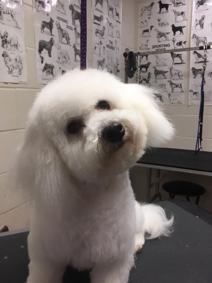 Oxford Kennel Gallery Trenton, OH