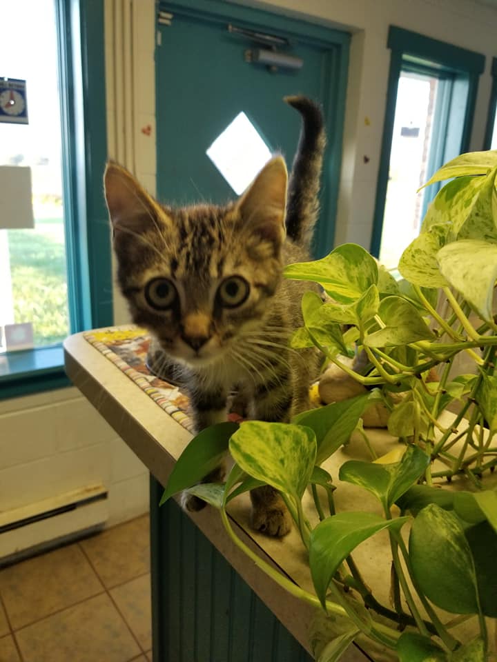 Oxford Kennel Gallery Trenton, OH