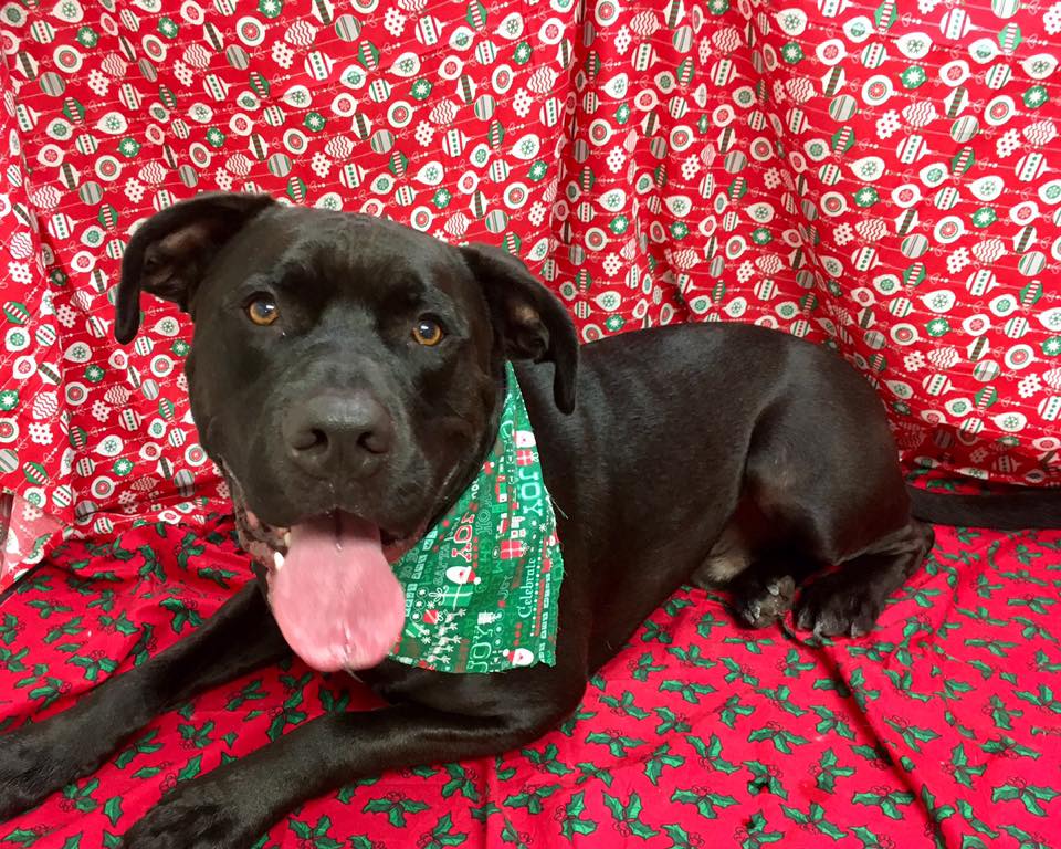 Oxford Kennel Gallery Trenton, OH