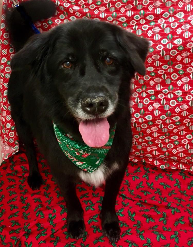 Oxford Kennel Gallery Trenton, OH