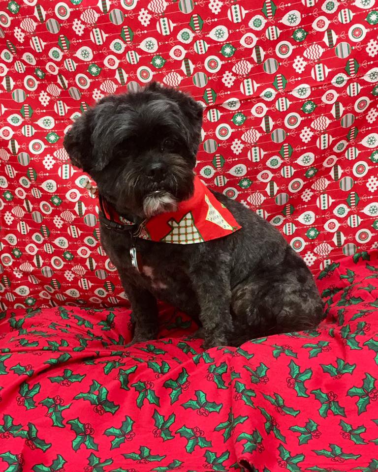 Oxford Kennel Gallery Trenton, OH