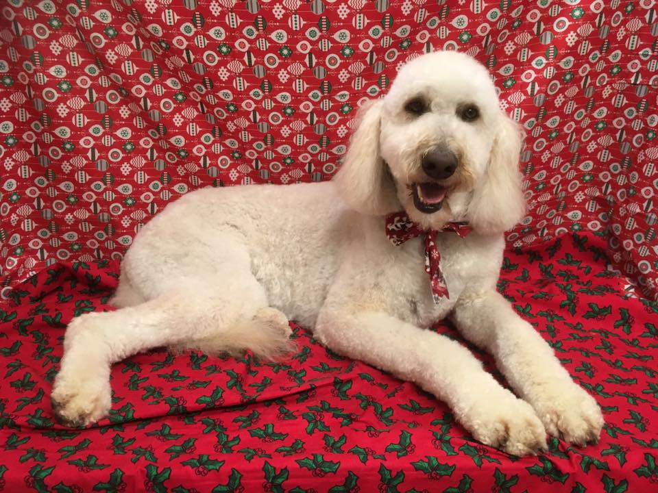 Oxford Kennel Gallery Trenton, OH