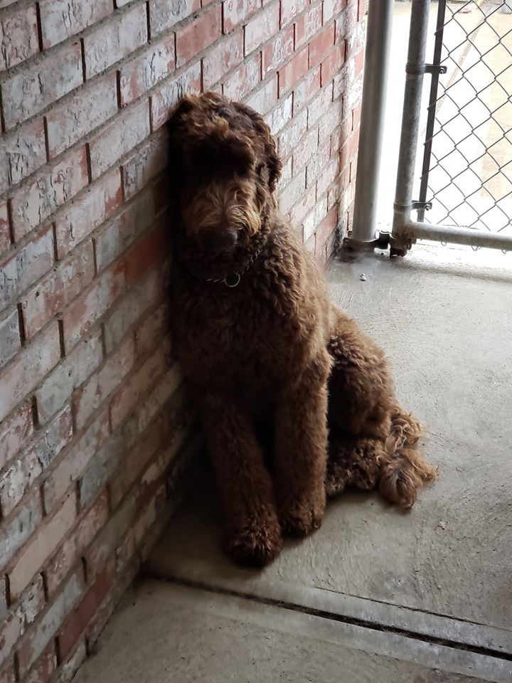 Oxford Kennel Gallery Trenton, OH