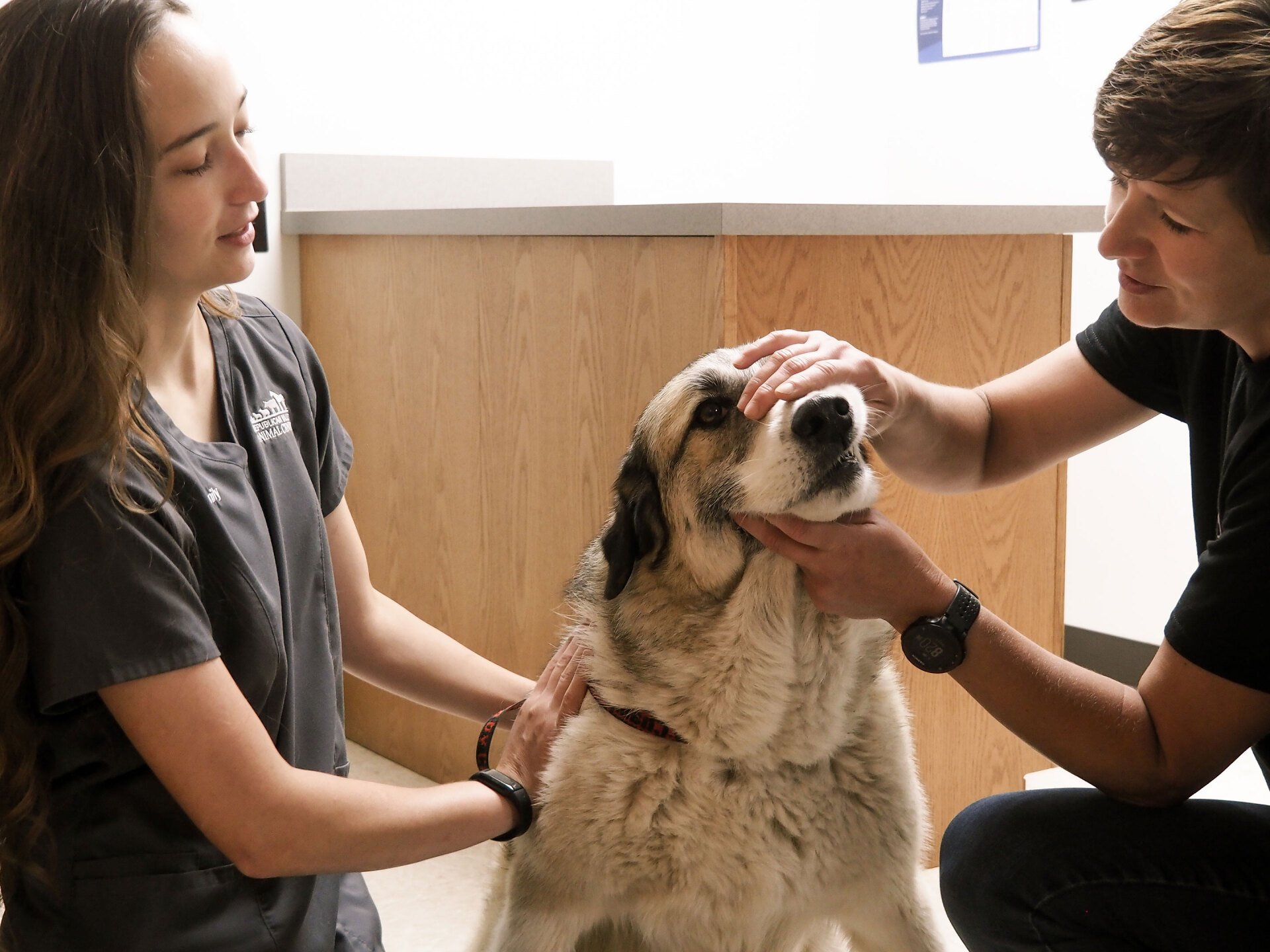 Companion Animal Services Alma, NE