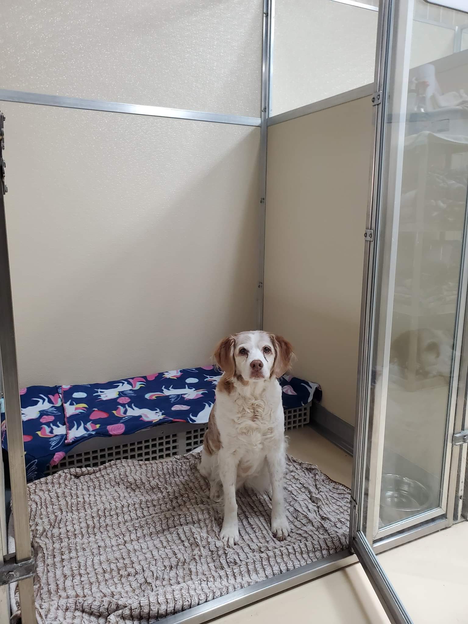 Pet Boarding Pet Care Technicians Fort Wayne, IN