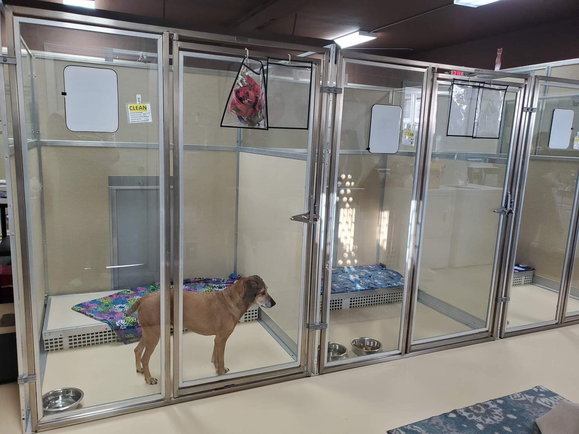 Pet Boarding Pet Care Technicians Fort Wayne, IN