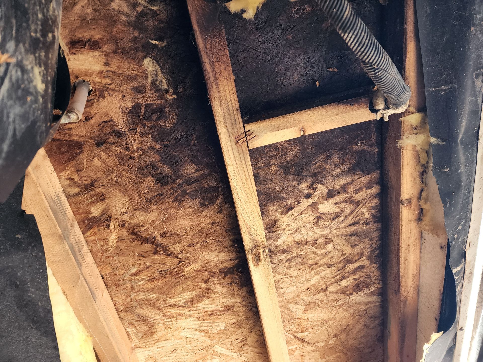 Moldy wood and insulation inside a roof cavity, likely indicating water damage and mold growth.