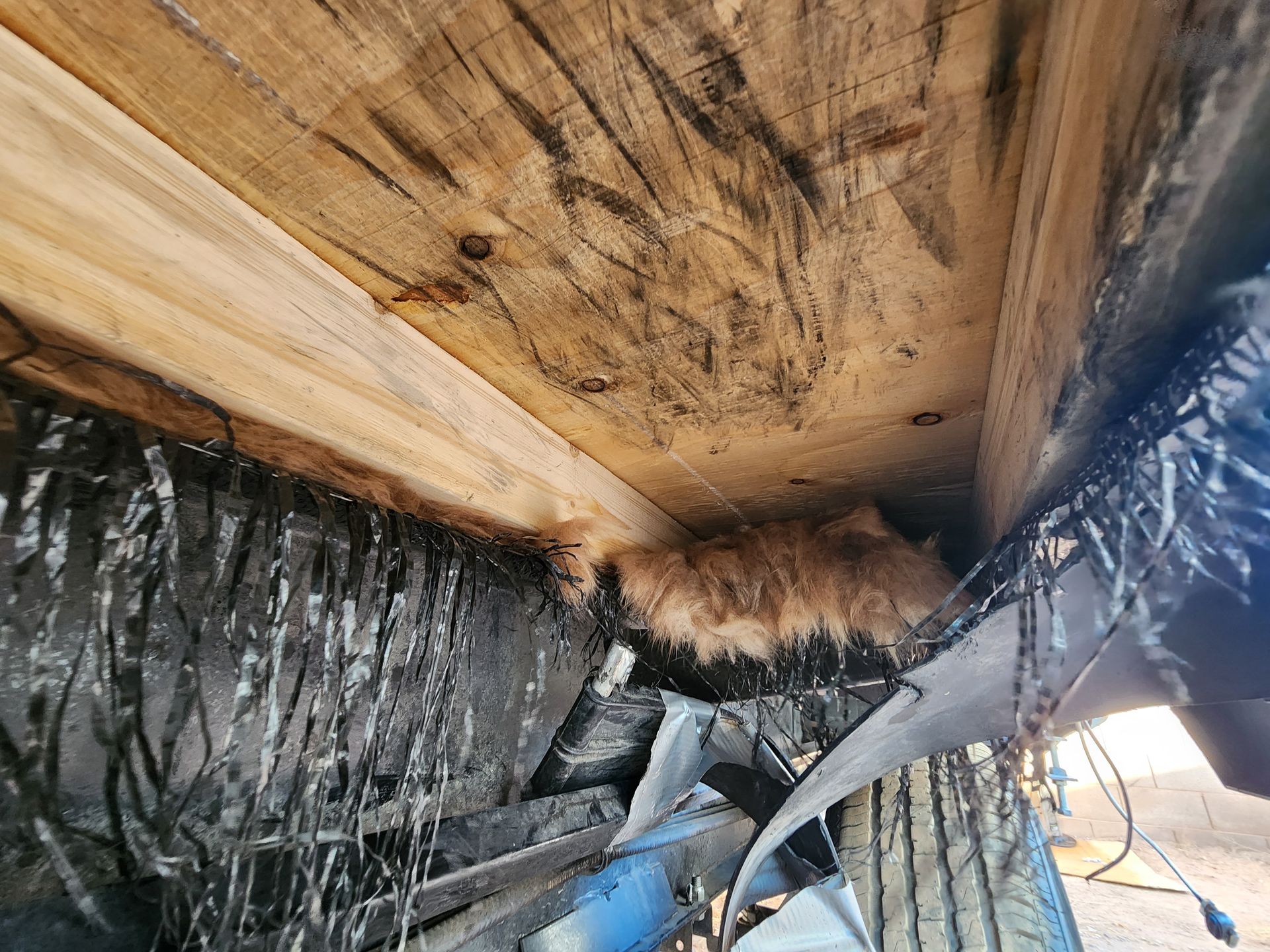 Fur nest under wooden beam, black plastic sheeting.
