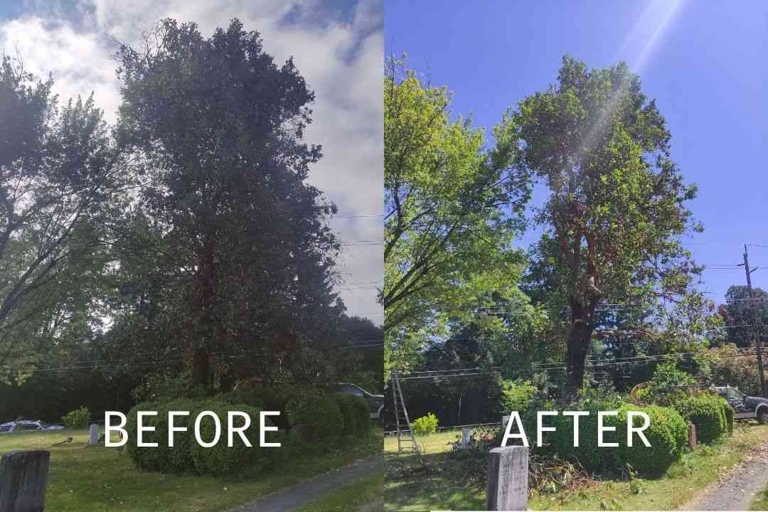 Gallery | Clean Cut Tree Service