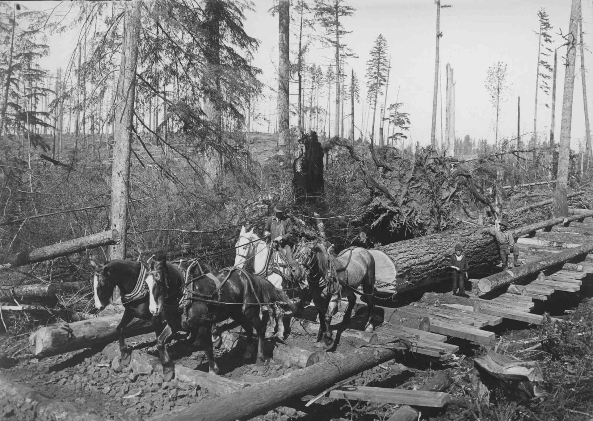 Clean Cut Logging Oregon Logging History | Clean Cut Tree Service