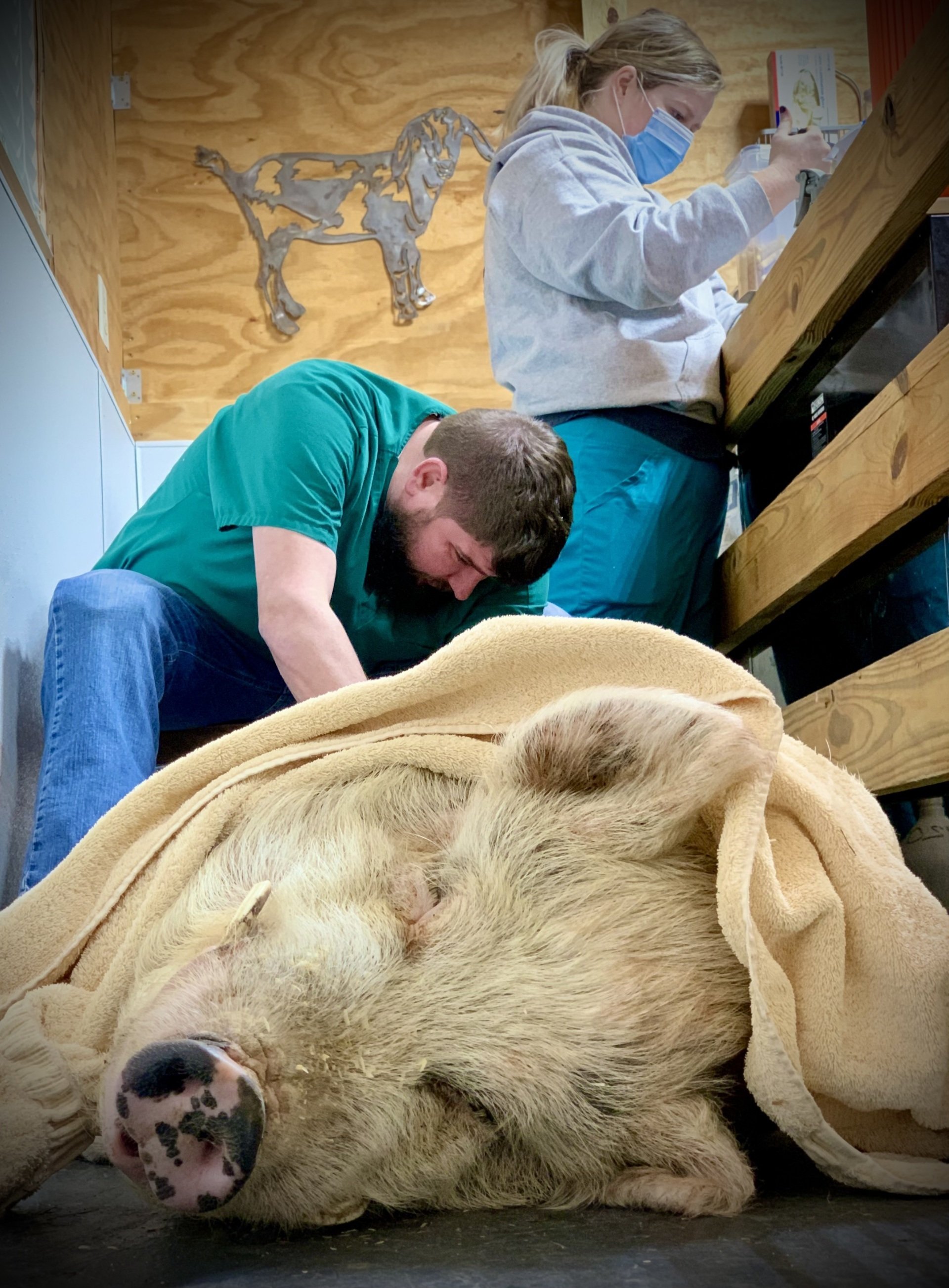 Haley Veterinary Practice, LLC Exotic Pet Vet Lebanon TN