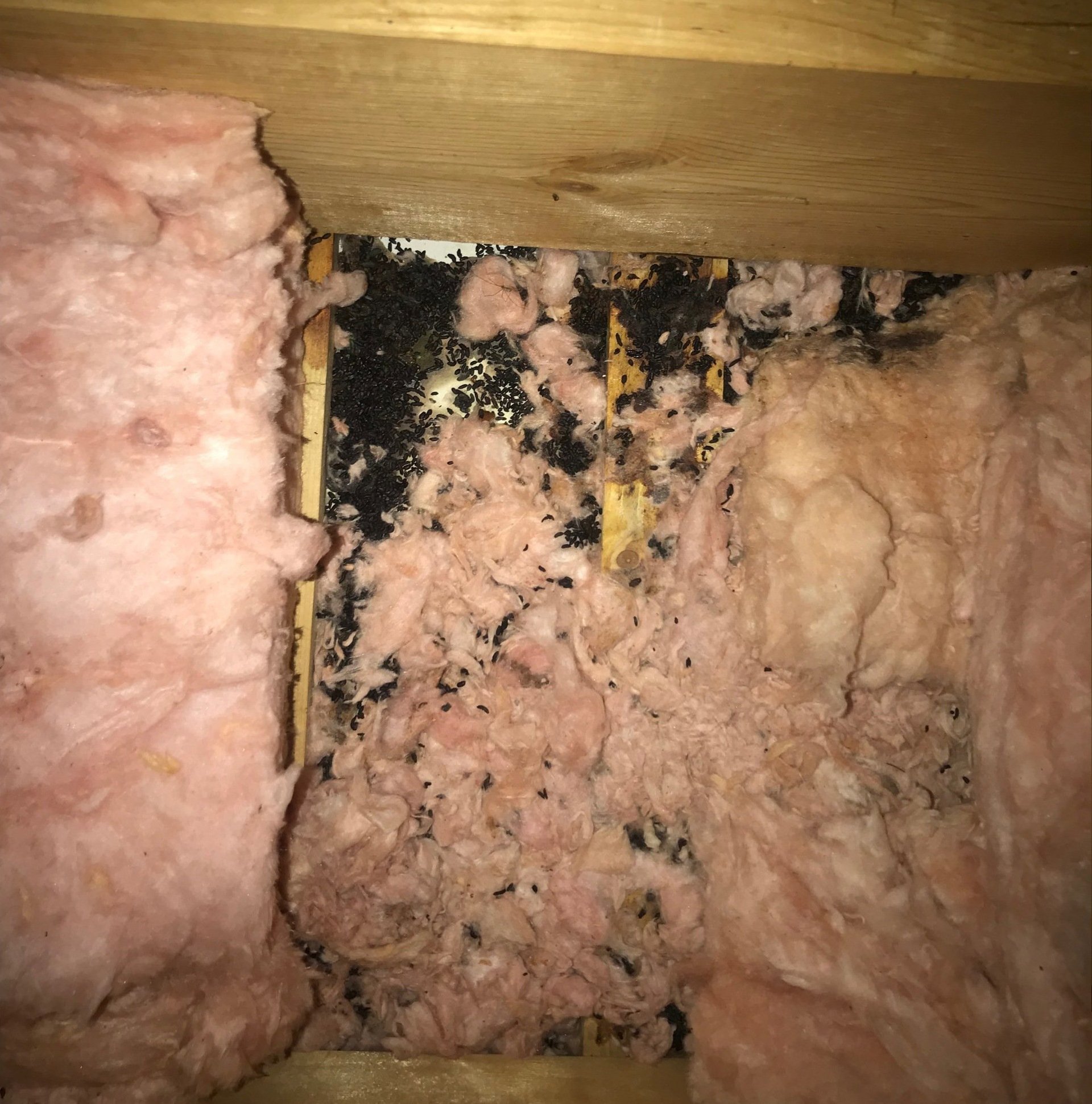 Rodent and Bat Feces Removal Medway, MA