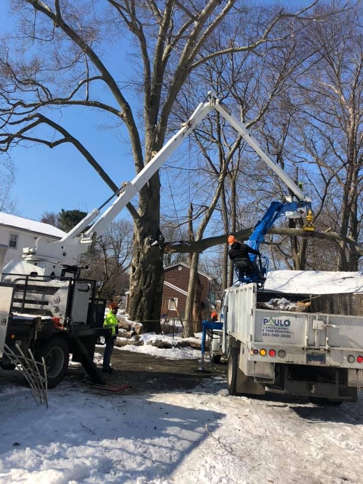 Tree Services Paulo Landscaping & Tree Removal, LLC. Orange, CT
